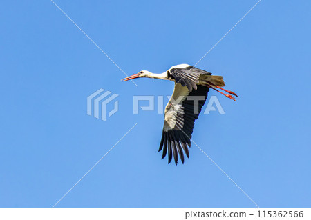 White stork flying over Ria Formosa at Quinta do Lago, Algarve, Portugal. White stork flying over Ria Formosa at Quinta do Lago, Algarve, Portugal. 115362566