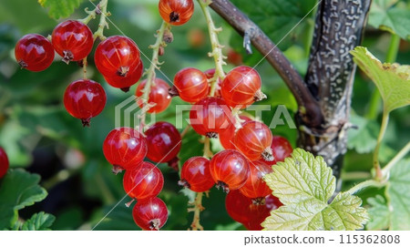 Red currants on bush with sunlight. Macro shot. 115362808