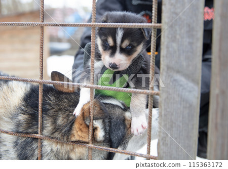 Husky pup in Finland, waiting in a kennel 115363172