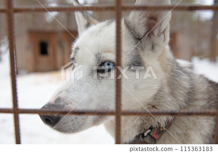 Husky dog in Finland, waiting in a kennel Husky dog in Finland, waiting in a kennel 115363183