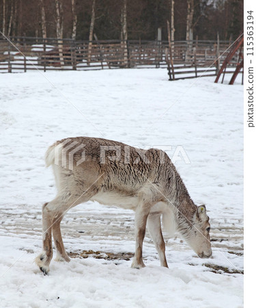 Reindeer on a farm, farming in Finland Reindeer on a farm, farming in Finland 115363194