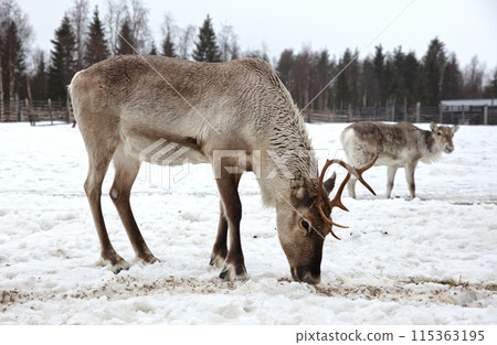 Reindeer on a farm, farming in Finland Reindeer on a farm, farming in Finland 115363195