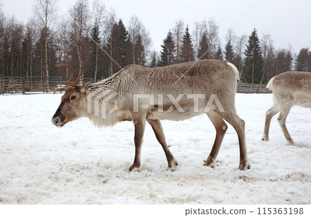 Reindeer on a farm, farming in Finland Reindeer on a farm, farming in Finland 115363198