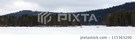 Reindeer crossing a frozen lake, farming in Finland Reindeer crossing a frozen lake, farming in Finland 115363200