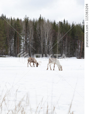 Reindeer crossing a frozen lake, farming in Finland Reindeer crossing a frozen lake, farming in Finland 115363204