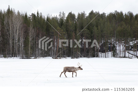 Reindeer crossing a frozen lake, farming in Finland 115363205