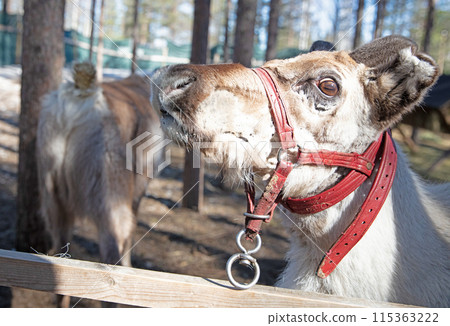 Closeup of a reindeer in Finland Closeup of a reindeer in Finland 115363222