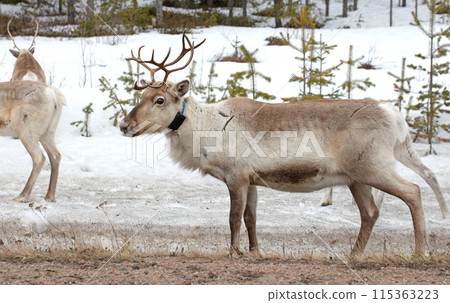 Closeup of a reindeer wearing a GPS-collar in Finland 115363223