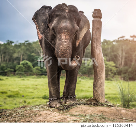 Elephant chained to wooden pilar, Nepal 115363414
