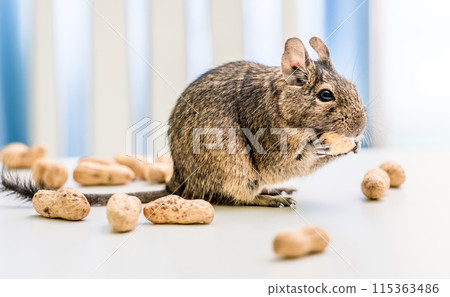 Degu squirrel gnaws peanut, close-up Degu squirrel gnaws peanut, close-up 115363486