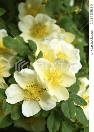 Yellow rosehip flowers in the spring garden. A group of beautiful yellow flowers. Yellow rosehip flowers in the spring garden. A group of beautiful yellow flowers. 115363689