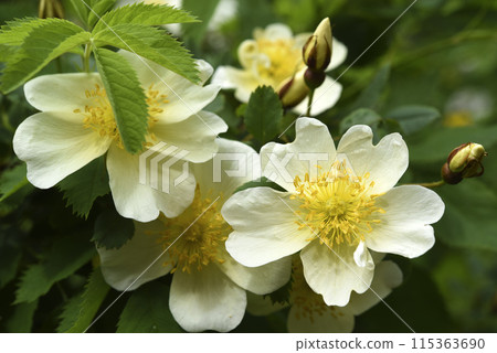 Yellow rosehip flowers in the spring garden. A group of beautiful yellow flowers. Yellow rosehip flowers in the spring garden. A group of beautiful yellow flowers. 115363690