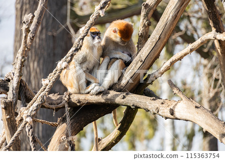 Patas monkeys with newborn baby monkey on tree 115363754
