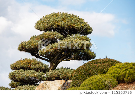 Bonsai pine on garden with blue sky on background 115363756