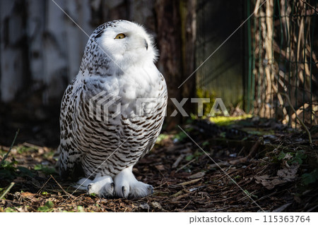 Snowy owl on the ground looking up Snowy owl on the ground looking up 115363764