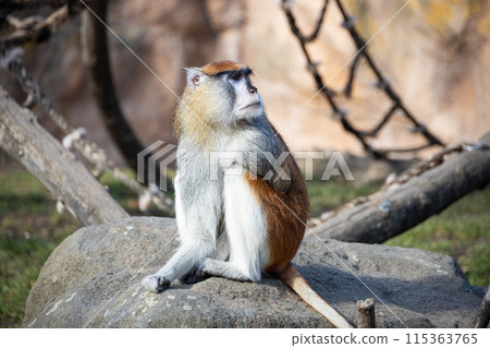 Patas monkey sitting on the stone 115363765
