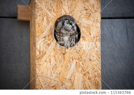 The boreal owl - Tengmalm's owl in the chipboard hole The boreal owl - Tengmalm's owl in the chipboard hole 115363766