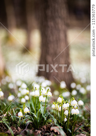 Wild spring snowflake flowers with blurred forest trees on background - vertical shoot 115363779