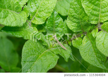Praying mantis larvae on potato leaves in early summer 115364004