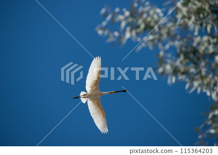 Eurasian spoonbill (Platalea leucorodia) in flight, seen from below. Spain Eurasian spoonbill (Platalea leucorodia) in flight, seen from below. Spain 115364203