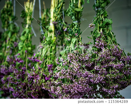 An array of hanging floral bunches in mid-drying process exudes an old-world charm, highlighting natures elegance amidst tranquility. An array of hanging floral bunches in mid-drying process exudes an old-world charm, highlighting natures elegance amidst tranquility. 115364289
