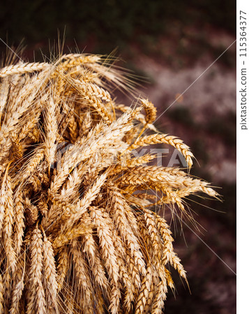 Golden wheat grains prominently displayed; an image representing organic farming and natural food sources. Golden wheat grains prominently displayed; an image representing organic farming and natural food sources. 115364377