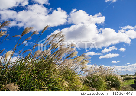 Autumn image: Japanese silver grass shining against the autumn sky Autumn image: Japanese silver grass shining against the autumn sky 115364448