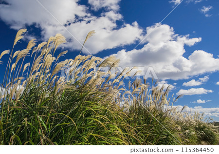Autumn image: Japanese silver grass shining against the autumn sky Autumn image: Japanese silver grass shining against the autumn sky 115364450
