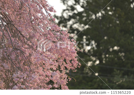 Weeping cherry blossoms in the mountain village blooming like spilling out, late spring in mid-August Weeping cherry blossoms in the mountain village blooming like spilling out, late spring in mid-August 115365220
