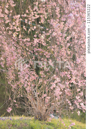 山村的垂枝櫻花盛開如溢出,仲卯月的晚春 山村的垂枝櫻花盛開如溢出,仲卯月的晚春 115365222