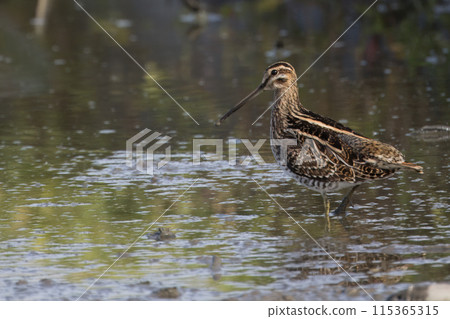 Waterside snipe 115365315