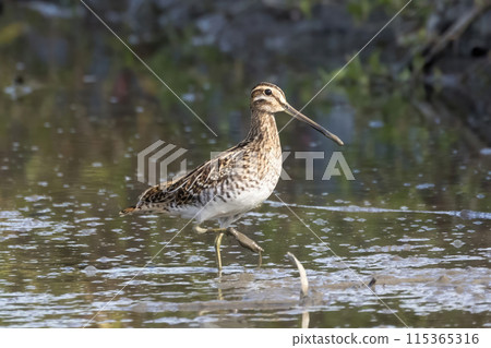 Waterside snipe 115365316
