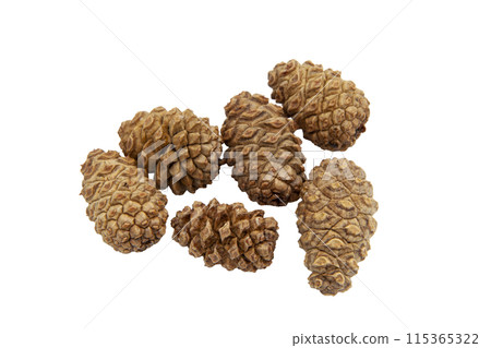 Collection of brown dry cedar cones of small size without background, lying still in a pile. Textured cones. Horizontal. For banner. Collection of brown dry cedar cones of small size without background, lying still in a pile. Textured cones. Horizontal. For banner. 115365322