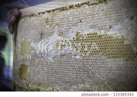 honey picking 115365383