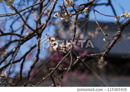 Blooming plum blossoms and tiled roofs Blooming plum blossoms and tiled roofs 115365426