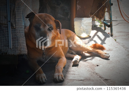 Show dog of breed of beagle on a natural green Show dog of breed of beagle on a natural green 115365436