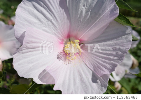 美國蝴蝶巨花 美國蝴蝶巨花 115365463