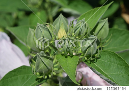 Hibiscus americanus giant flower 115365464