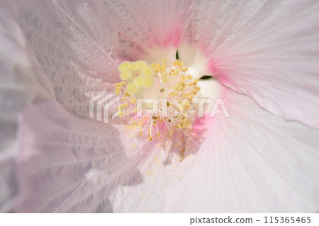 Hibiscus americanus giant flower 115365465