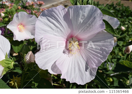 Hibiscus americanus giant flower Hibiscus americanus giant flower 115365466