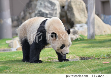 散步的長濱 115365490