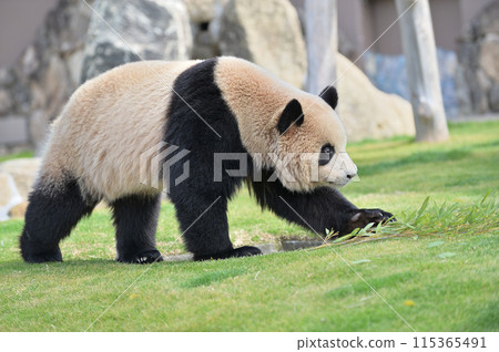 梅濱散步 115365491