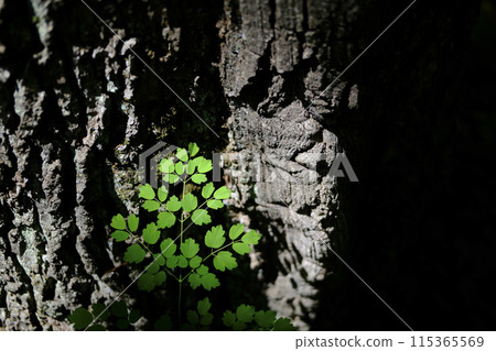 Green plants Green plants 115365569