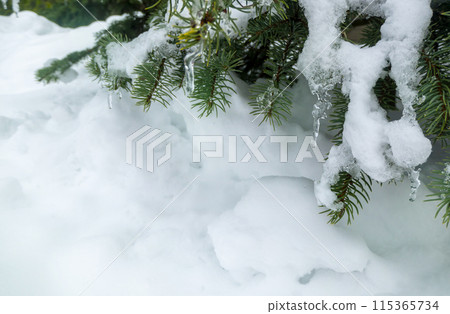 On a white background of snow. Green branches of the Christmas tree. On a white background of snow. Green branches of the Christmas tree. 115365734