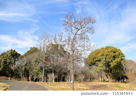 冬百合樹枯萎的芽 冬百合樹枯萎的芽 115365953