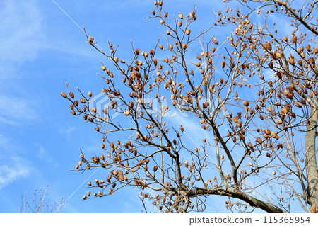 冬百合樹枯萎的芽 115365954