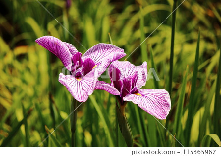 Iris in Kitayama Park with beautiful streaks on the petals (2) 115365967