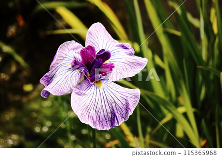 Iris in Kitayama Park with beautiful streaks on the petals (3) Iris in Kitayama Park with beautiful streaks on the petals (3) 115365968