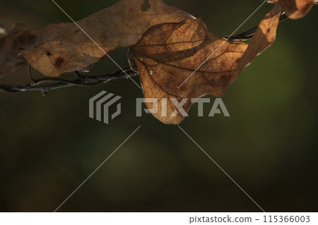 Autumn forest scenery: brown and withered leaves 115366003