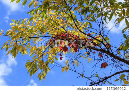 Autumn forest scenery: Autumn leaves shining against the blue sky Autumn forest scenery: Autumn leaves shining against the blue sky 115366012